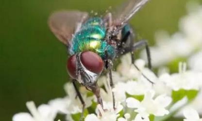 苍蝇的寿命：苍蝇为什么总搓手