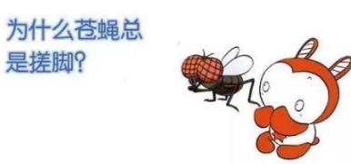 苍蝇的寿命：苍蝇为什么总搓手