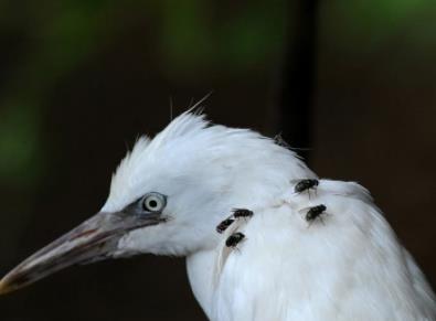 为什么苍蝇老围着我转：怎么防止苍蝇往身上飞