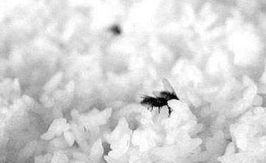 为什么苍蝇老围着我转：怎么防止苍蝇往身上飞