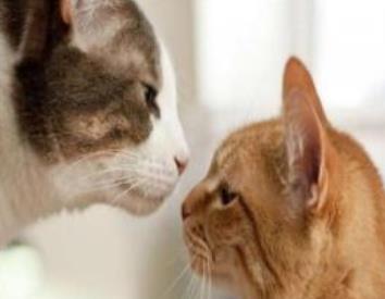 什么人不适合养黑猫:家里养猫对财运好不好 什么人不适合养黑猫:家里养猫对财运好不好