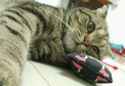 什么人不适合养黑猫:家里养猫对财运好不好 什么人不适合养黑猫:家里养猫对财运好不好