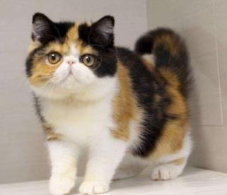 什么人不适合养黑猫:家里养猫对财运好不好 什么人不适合养黑猫:家里养猫对财运好不好