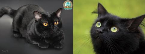 孟买猫和黑猫的区别:初次养猫养什么品种好 孟买猫和黑猫的区别:初次养猫养什么品种好