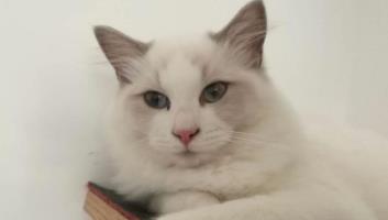 孟买猫和黑猫的区别：初次养猫养什么品种好