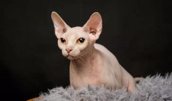 孟买猫和黑猫的区别：初次养猫养什么品种好