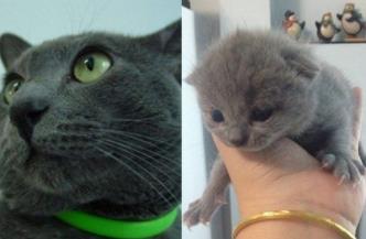 英短蓝猫的优缺点:英国短毛猫和蓝猫区别 英短蓝猫的优缺点:英国短毛猫和蓝猫区别