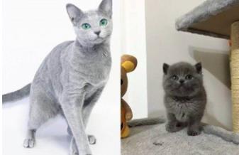 英短蓝猫的优缺点:英国短毛猫和蓝猫区别 英短蓝猫的优缺点:英国短毛猫和蓝猫区别