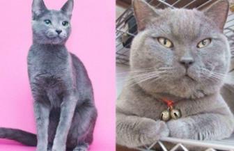 英短蓝猫的优缺点:英国短毛猫和蓝猫区别 英短蓝猫的优缺点:英国短毛猫和蓝猫区别