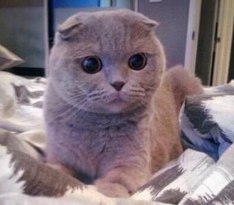 折耳猫为什么不能养:养猫的诡异禁忌 折耳猫为什么不能养:养猫的诡异禁忌