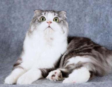 折耳猫为什么不能养:养猫的诡异禁忌 折耳猫为什么不能养:养猫的诡异禁忌