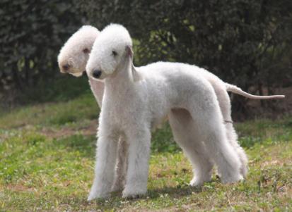 贝灵顿梗为什么不畅销：贝灵顿梗中国不能养