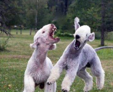 贝灵顿梗为什么不畅销：贝灵顿梗中国不能养