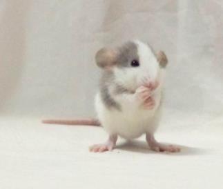 花枝鼠为什么喜欢舔人:花枝鼠和老鼠的区别 花枝鼠为什么喜欢舔人:花枝鼠和老鼠的区别