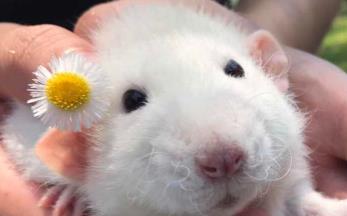 花枝鼠有哪些潜在病毒:花枝鼠身上有味怎么办 花枝鼠有哪些潜在病毒:花枝鼠身上有味怎么办