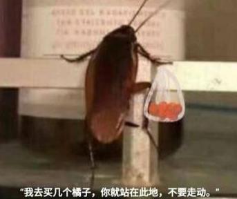 我去买几个橘子:我去买几个橘子表情包 我去买几个橘子:我去买几个橘子表情包