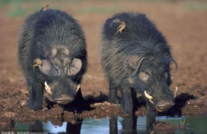 巨林猪世界上攻击力最强的猪：爆发力堪比一辆坦克