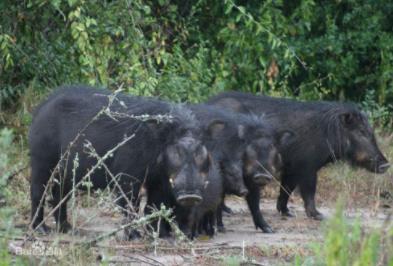 巨林猪世界上攻击力最强的猪：爆发力堪比一辆坦克