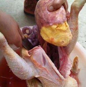 鸡宝是什么：鸡宝真的可以治百病吗