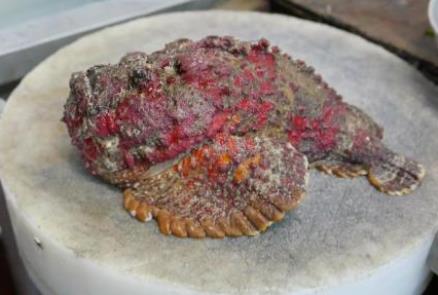 石头鱼怎么去毒：石头鱼多少钱一斤