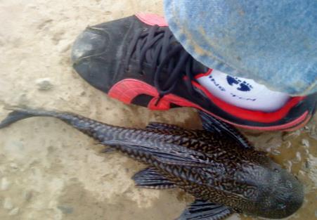 垃圾鱼为什么叫垃圾鱼:垃圾鱼能不能吃 垃圾鱼为什么叫垃圾鱼:垃圾鱼能不能吃