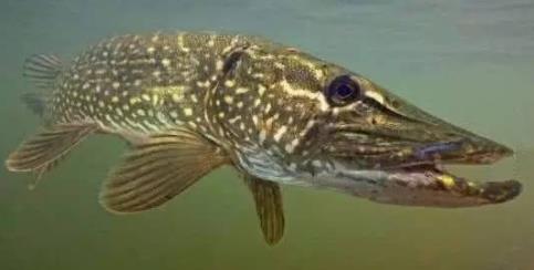 狗鱼为什么叫狗鱼:狗鱼还吃自己的孩子吗 狗鱼为什么叫狗鱼:狗鱼还吃自己的孩子吗