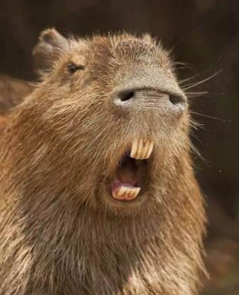 水豚人缘到底有多好：为什么鳄鱼不攻击水豚