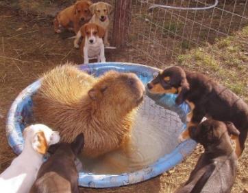 水豚人缘到底有多好：为什么鳄鱼不攻击水豚