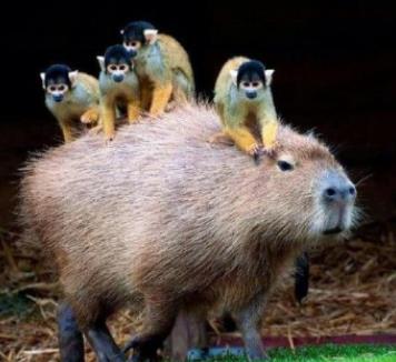 水豚人缘到底有多好：为什么鳄鱼不攻击水豚