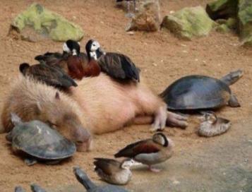 水豚人缘到底有多好：为什么鳄鱼不攻击水豚