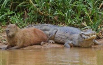 水豚人缘到底有多好：为什么鳄鱼不攻击水豚