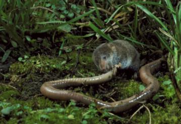 鼩鼱是老鼠吗:被鼩鼱咬了为啥不能打 鼩鼱是老鼠吗:被鼩鼱咬了为啥不能打