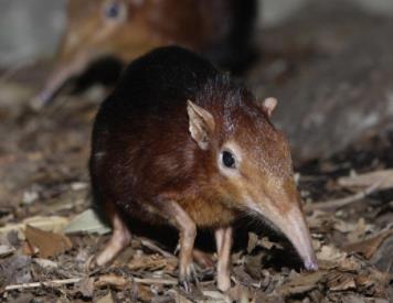 鼩鼱是老鼠吗:被鼩鼱咬了为啥不能打 鼩鼱是老鼠吗:被鼩鼱咬了为啥不能打