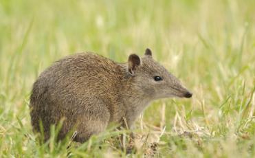 鼩鼱是老鼠吗:被鼩鼱咬了为啥不能打 鼩鼱是老鼠吗:被鼩鼱咬了为啥不能打
