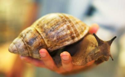 非洲大蜗牛居然连水泥都不放过:中国人为什么不吃蜗牛 非洲大蜗牛居然连水泥都不放过:中国人为什么不吃蜗牛