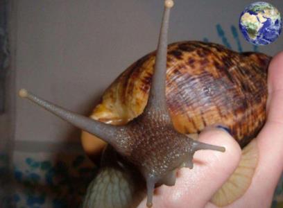 非洲大蜗牛居然连水泥都不放过:中国人为什么不吃蜗牛 非洲大蜗牛居然连水泥都不放过:中国人为什么不吃蜗牛