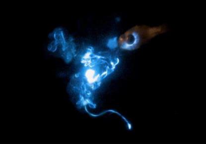 喷火鱼会喷火吗:喷火鱼是怎么喷火的 喷火鱼会喷火吗:喷火鱼是怎么喷火的