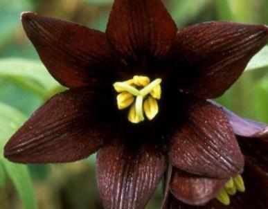 世界上花语最黑暗的花:世界上最高贵神秘的花