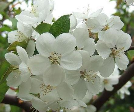 世界上什么花第一漂亮:世界上最最悲伤的花花语 世界上什么花第一漂亮:世界上最最悲伤的花花语