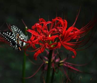 世界上什么花第一漂亮:世界上最最悲伤的花花语 世界上什么花第一漂亮:世界上最最悲伤的花花语