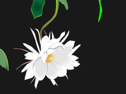 世界上什么花第一漂亮:世界上最最悲伤的花花语 世界上什么花第一漂亮:世界上最最悲伤的花花语