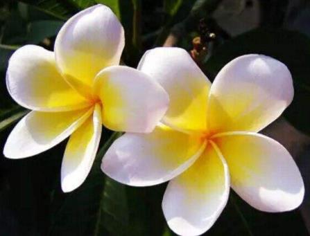 世界上什么花第一漂亮：世界上最最悲伤的花花语