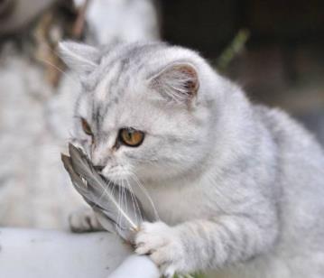 猫为什么怕黄瓜：猫记仇的表现