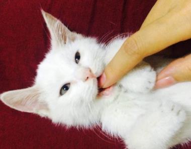 猫为什么怕黄瓜：猫记仇的表现