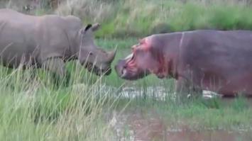 河马为什么不怕鳄鱼：河马和犀牛幽会小树林图片