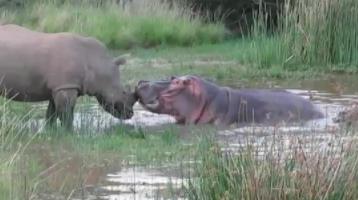 河马为什么不怕鳄鱼：河马和犀牛幽会小树林图片