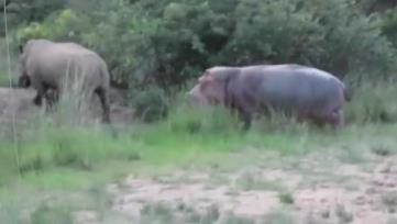 河马为什么不怕鳄鱼：河马和犀牛幽会小树林图片