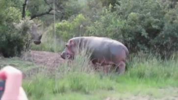 河马为什么不怕鳄鱼：河马和犀牛幽会小树林图片