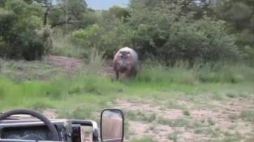 河马为什么不怕鳄鱼：河马和犀牛幽会小树林图片