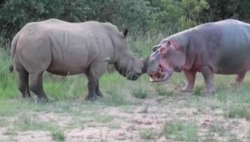 河马为什么不怕鳄鱼：河马和犀牛幽会小树林图片